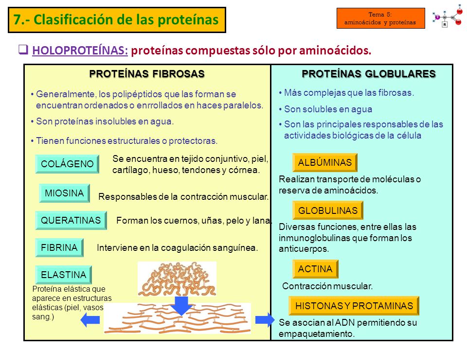 donde se encuentran las proteinas fibrosas y globulares